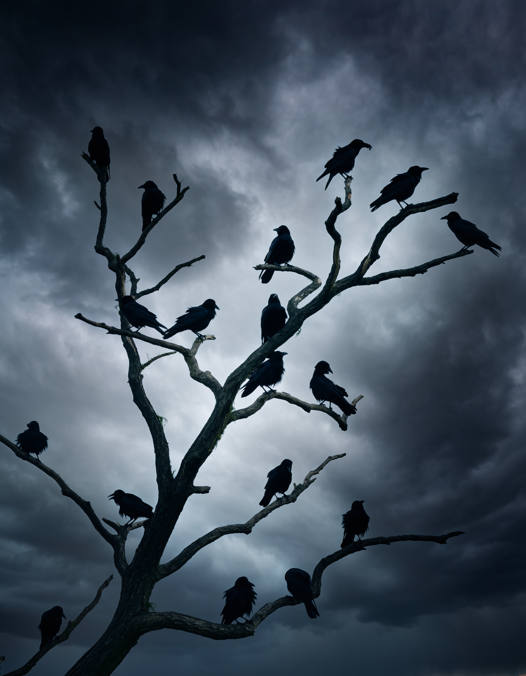 Murder of Crows