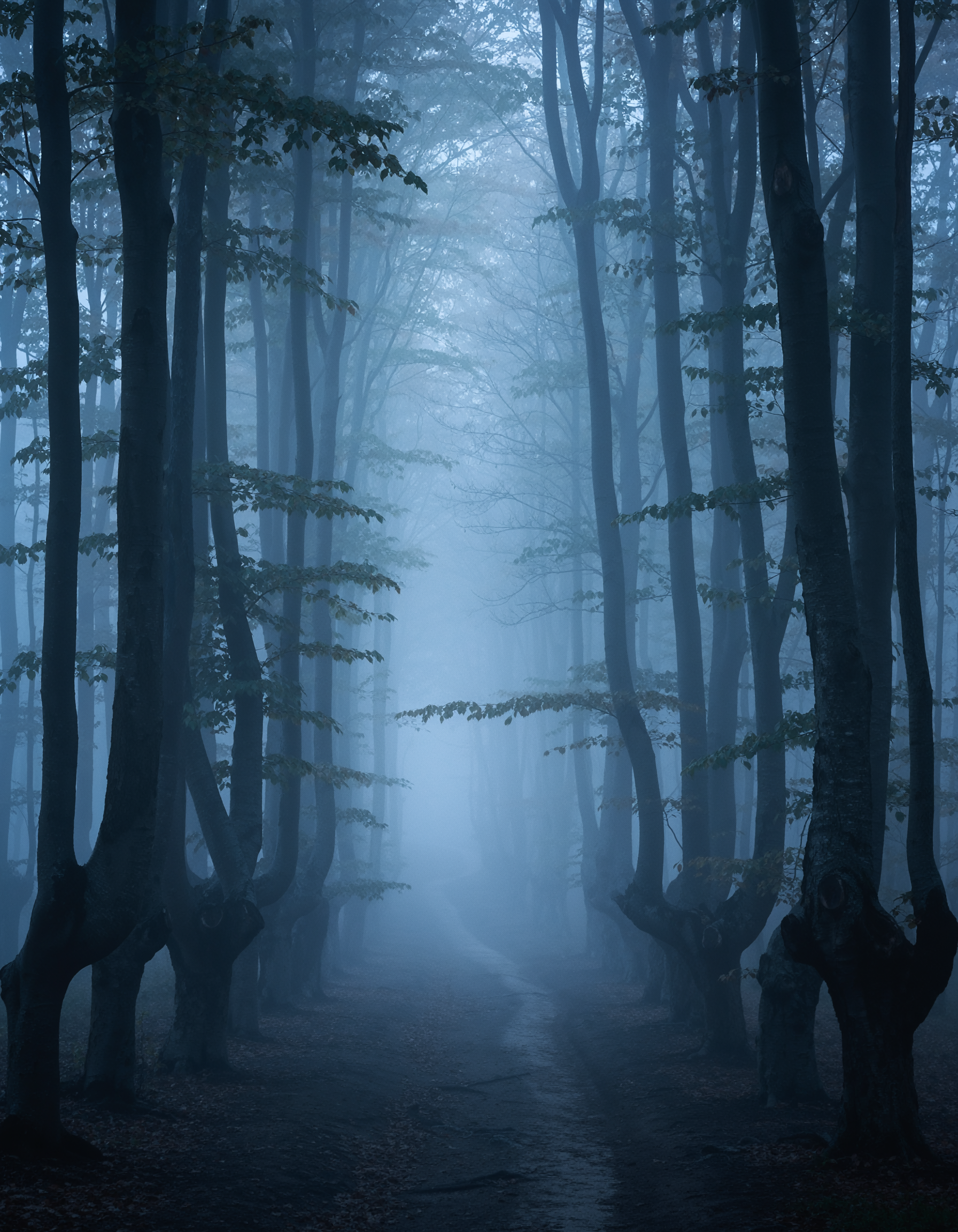 Misty Woods